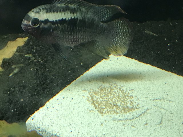 IMG_0226.jpg IMG_0226.jpg