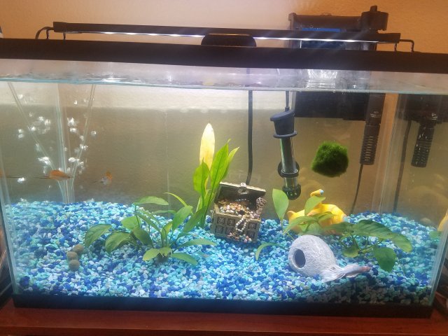 fish tank.jpg