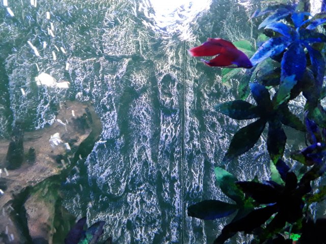 20180829_095710.jpg