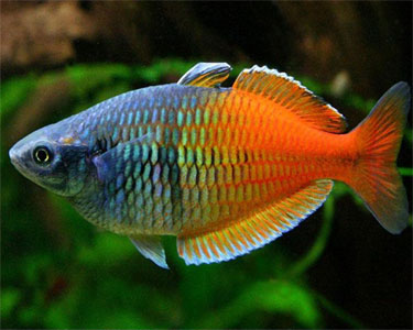 boesemani-rainbow.jpg