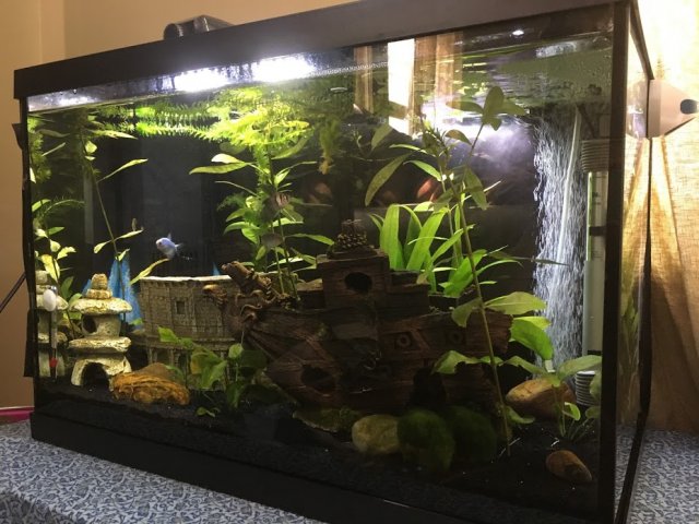 fishtank.JPG fishtank.JPG