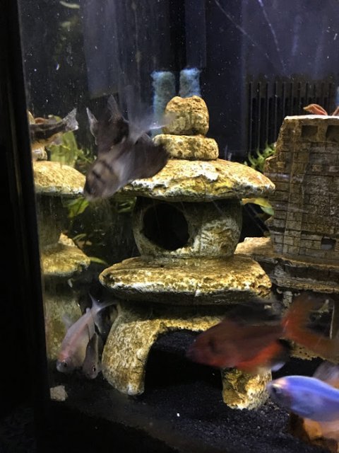 fish.JPG fish.JPG