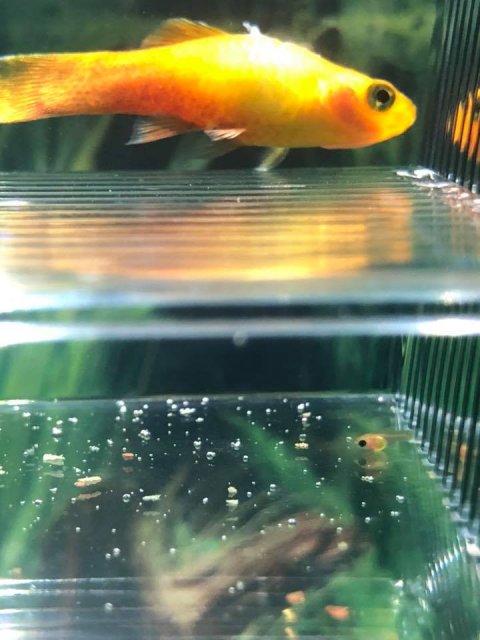 platy picture.jpg