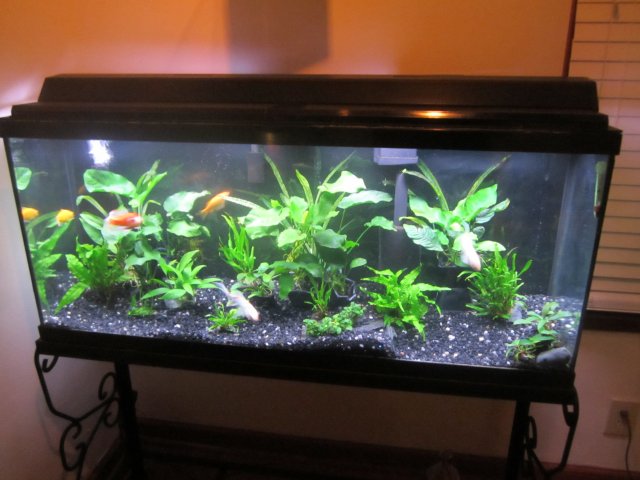 Goldfish in a Planted tank