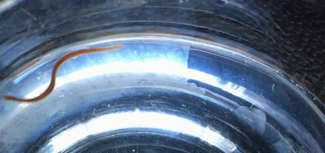 ezgif.com-crop.gif