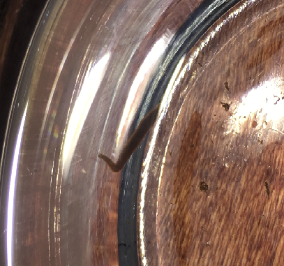 worm2.png