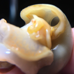 male-mystery-snail2.jpg
