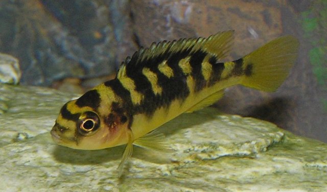 midfish.jpg