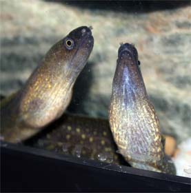 eels1.jpg