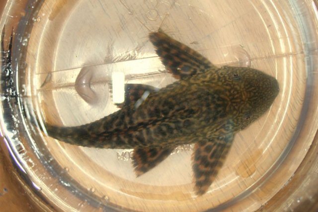CommonPleco1.jpg