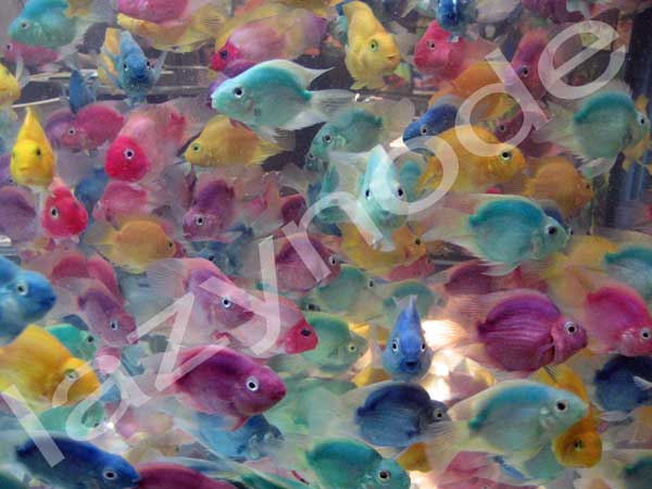 FishCruelty1.jpg
