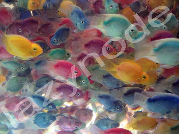 FishCruelty2.jpg