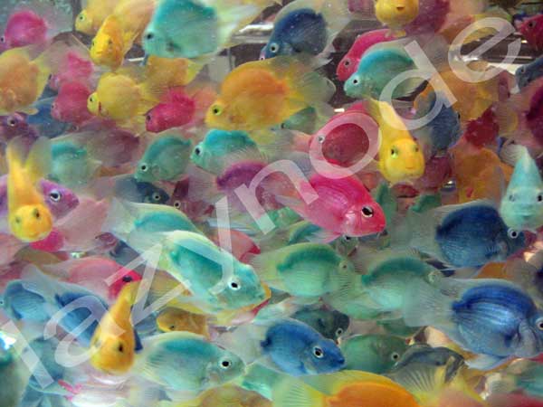 FishCruelty3.jpg