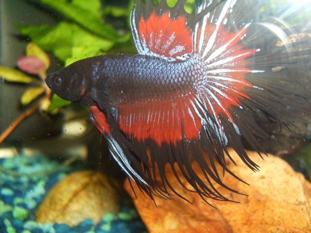betta00.JPG