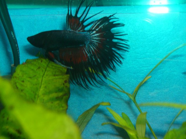 betta01.JPG