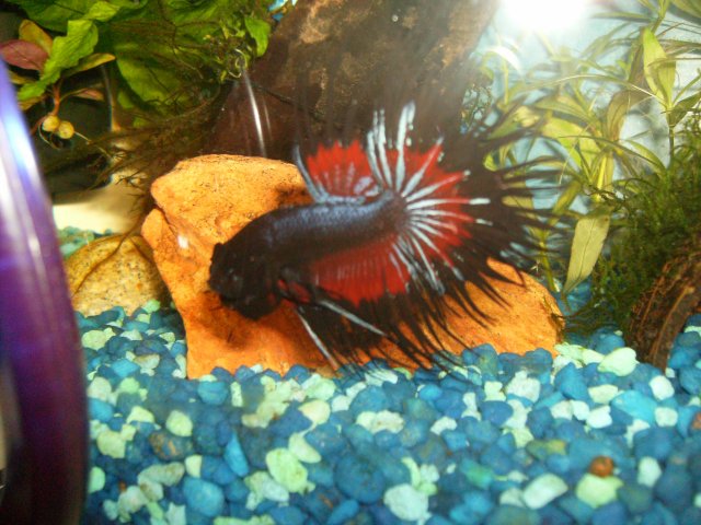 betta04.JPG