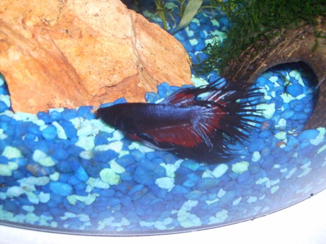 betta07.JPG