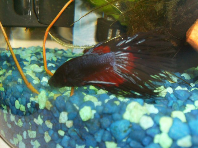 betta08.JPG