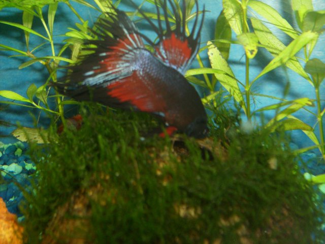 betta09.JPG