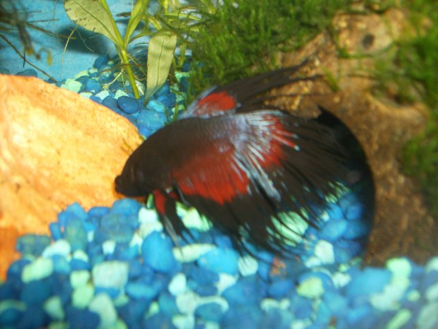 betta02.JPG betta02.JPG