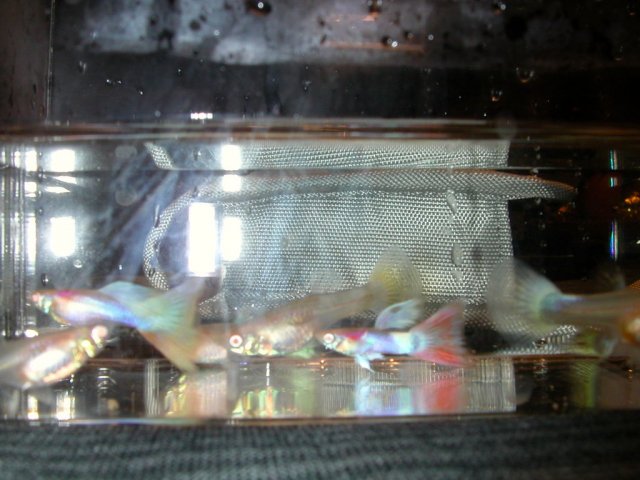 albinoguppieaq.jpg albinoguppieaq.jpg