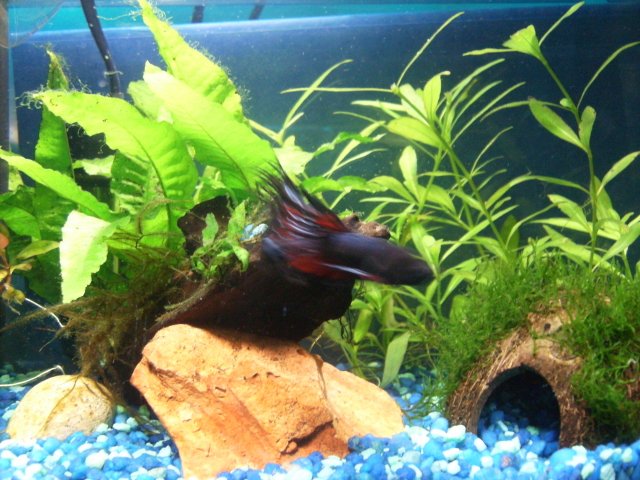 bettatank01.JPG