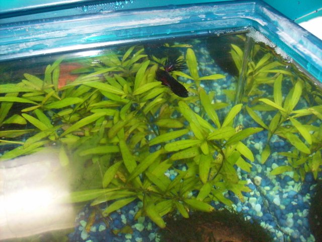 bettatank02.JPG
