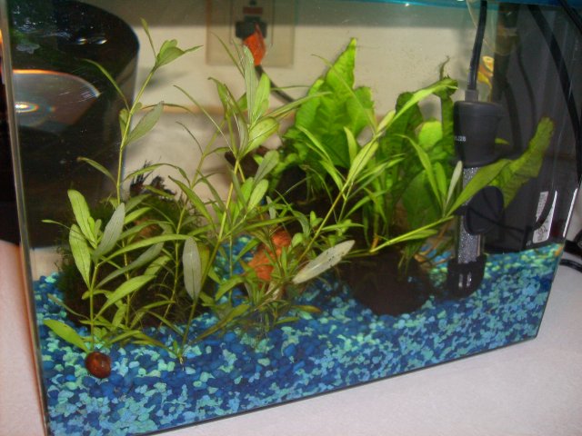 bettatank06.JPG