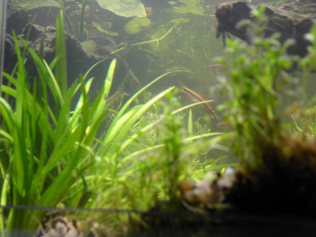 Crabitat1814.JPG Crabitat1814.JPG