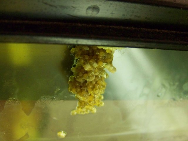 hatching snails.jpg