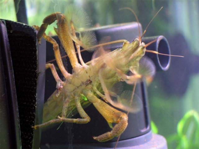 shrimp.JPG