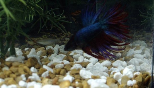 Dad's Betta 1.JPG Dad's Betta 1.JPG