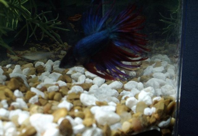 Dad's Betta 2.JPG Dad's Betta 2.JPG