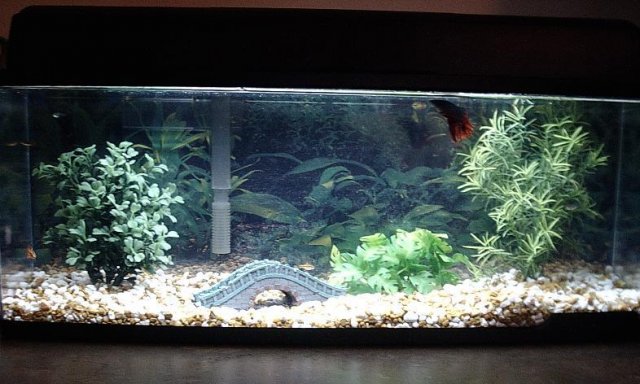 dads tank.JPG dads tank.JPG