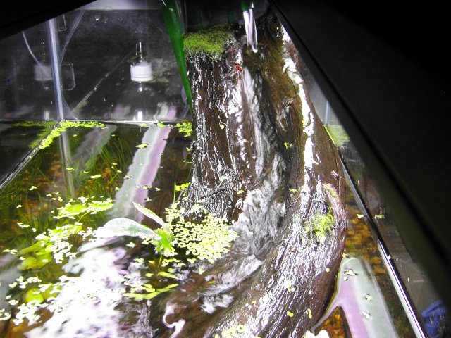 Crabitat1853.JPG