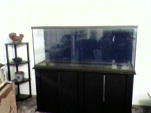 beforetank2.JPG