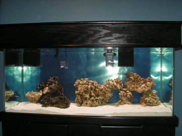 fish tank.JPG