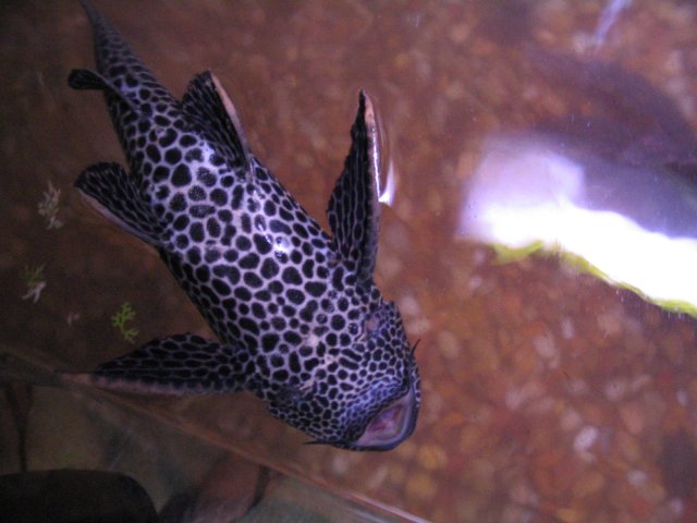 Sick Pleco 007.jpg