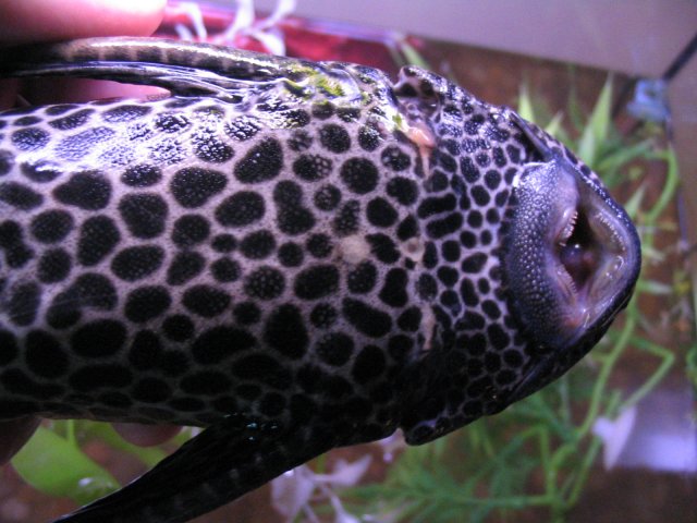 Sick Pleco 010.jpg Sick Pleco 010.jpg