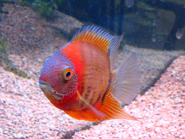 Severum__2_[1] (2).jpg