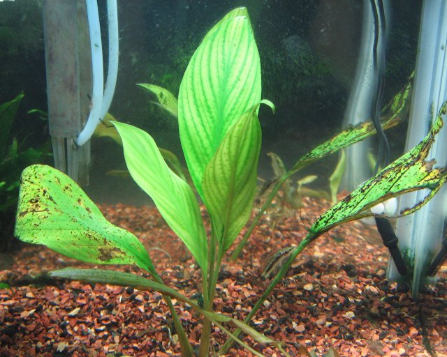 Anubias.jpg