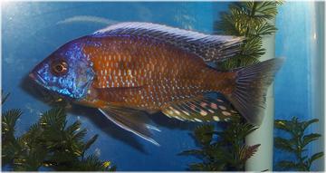 fish1.jpg