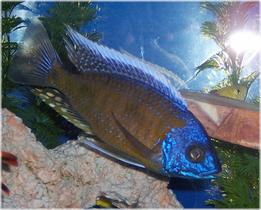 fish2.jpg