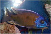 fish3.jpg