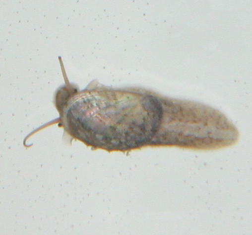 slug.png