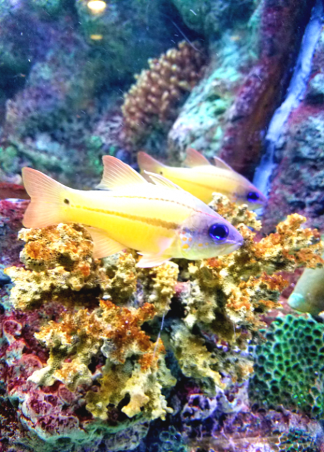 fish photography 004 5x7.png