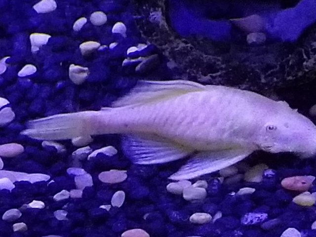Homemade pleco food online