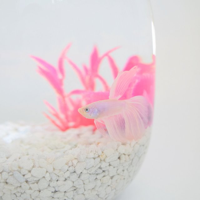 Pink-Betta-Fish.jpg