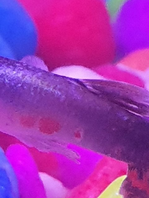 fish 1.jpeg