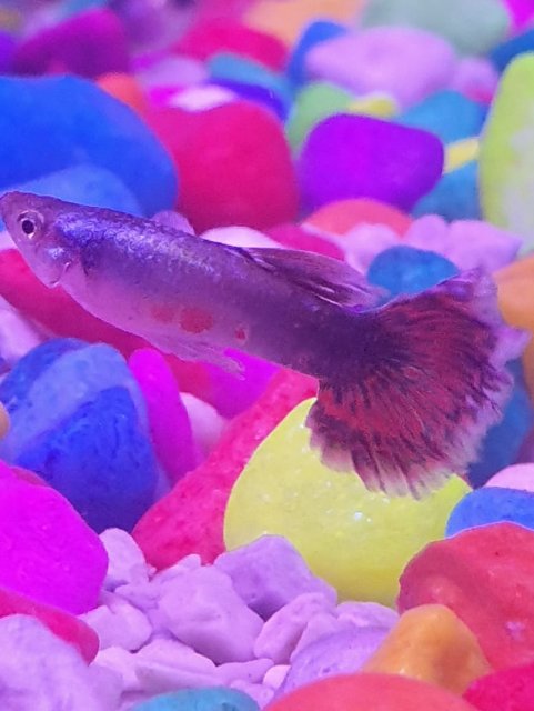 fish 2.jpeg